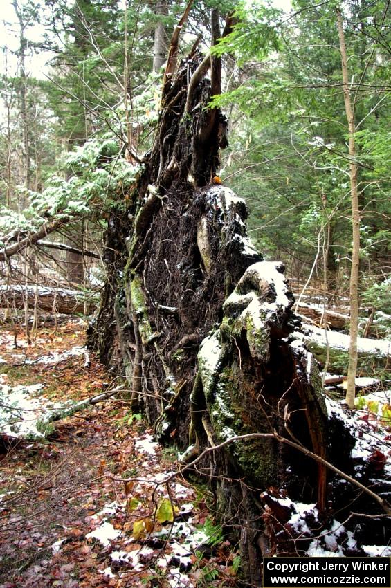 Toppled tree with roots sticking out