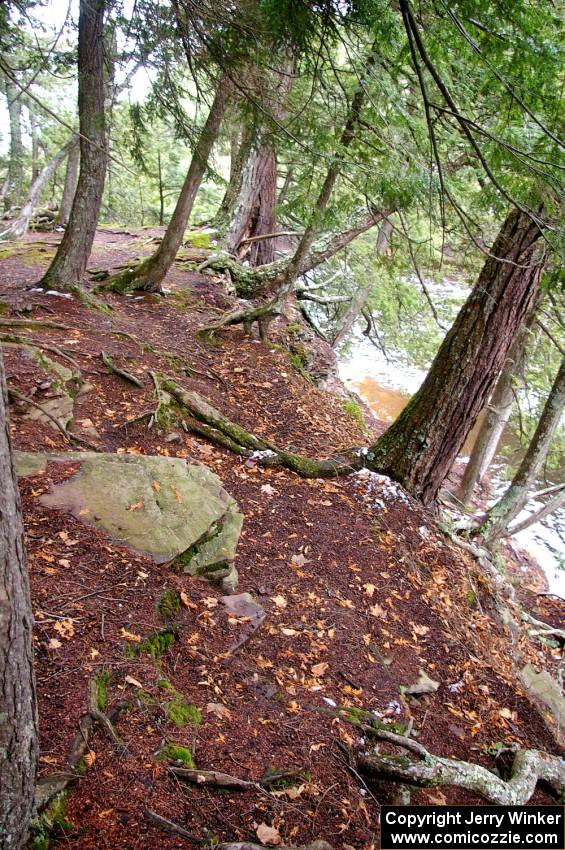 Forest floor at Nawadaha Falls