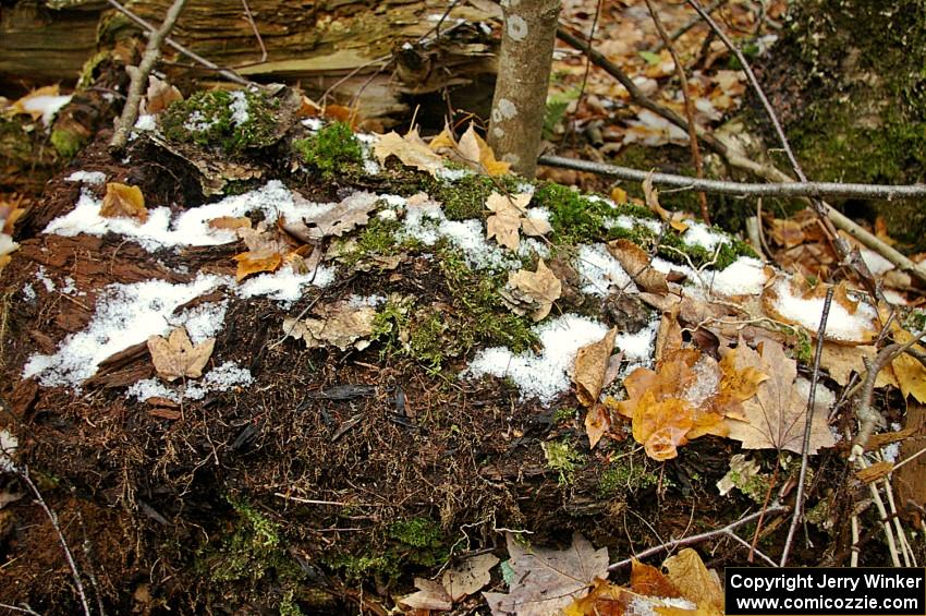 Moss and lichens on an old log