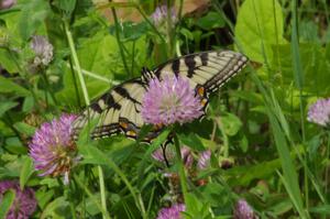 Tiger Swallowtail on clover