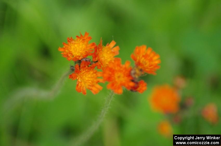 Wildflowers at Canada Corner