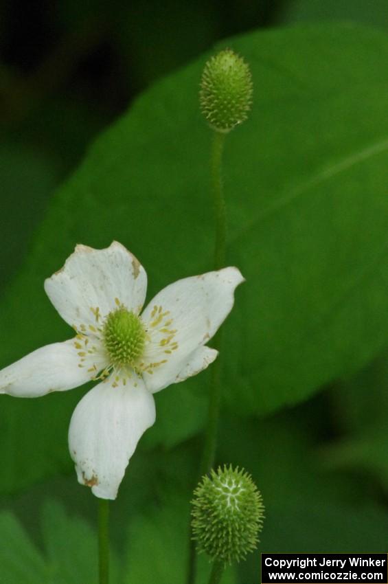 Wildflower on the outside of the carousel