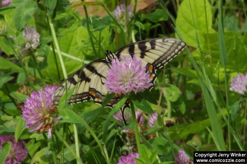 Tiger Swallowtail on clover