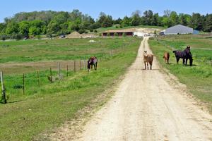 Horses on the property next to the rallycross course.