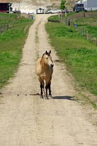 A horse on the property next to the rallycross course.