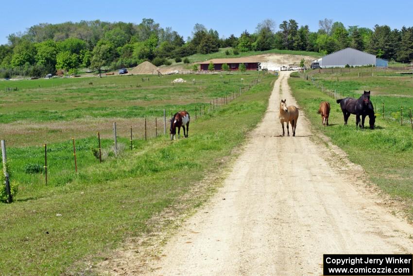 Horses on the property next to the rallycross course.