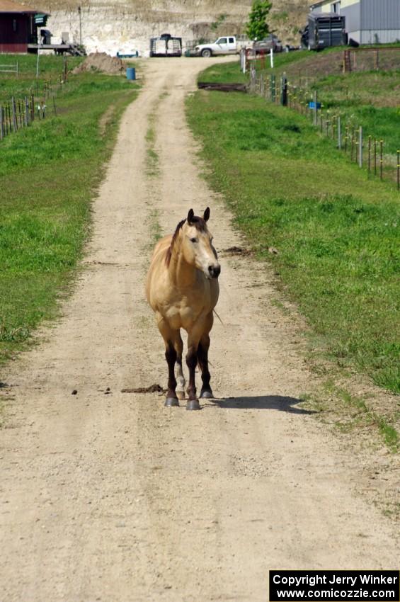 A horse on the property next to the rallycross course.