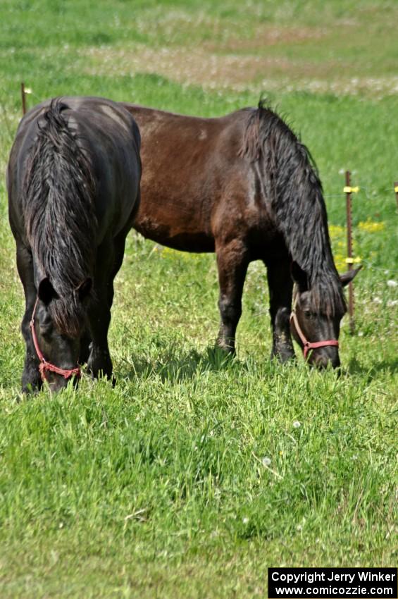 Horses on the property next to the rallycross course.