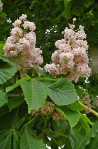 Buckeye blossoms