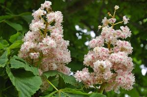 Fragrant buckeye blossoms.