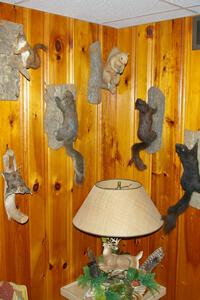 Mounted squirrels on the wall of the cabin.
