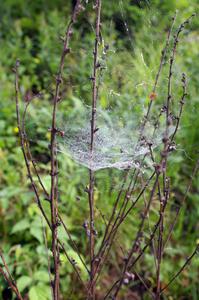 A spider web catches dew the morning before the rally.