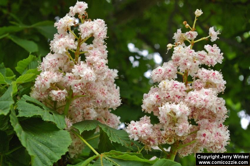 Fragrant buckeye blossoms.