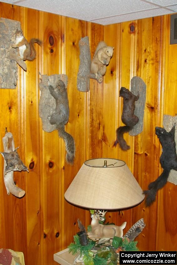 Mounted squirrels on the wall of the cabin.