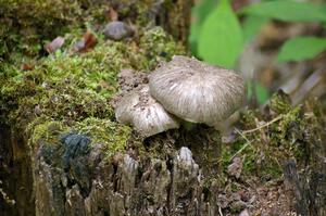 Traditional mushroom shot from STPR 2007. Mushrooms atop a rotting tree stump in the Tioga State Forest.