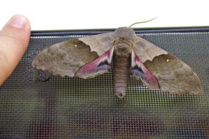 A Blind-eyed Sphinx moth with my finger next to it for size comparison.