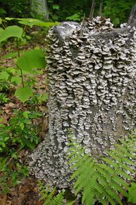 A horde of small mushrooms on a tree stump in the Tioga State Forest.