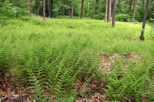 The Tioga State Forest is lush with green ferns during STPR weekend.