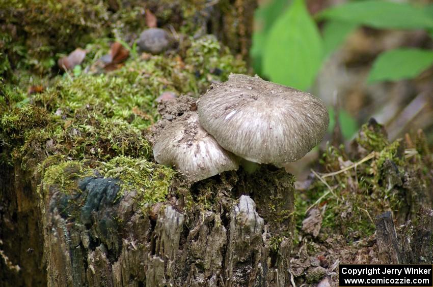 Traditional mushroom shot from STPR 2007. Mushrooms atop a rotting tree stump in the Tioga State Forest.