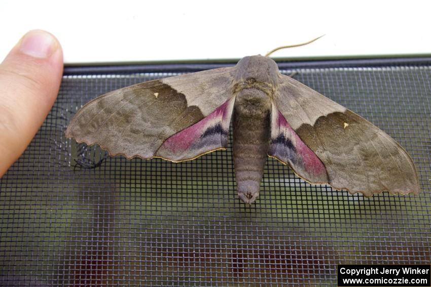 A Blind-eyed Sphinx moth with my finger next to it for size comparison.