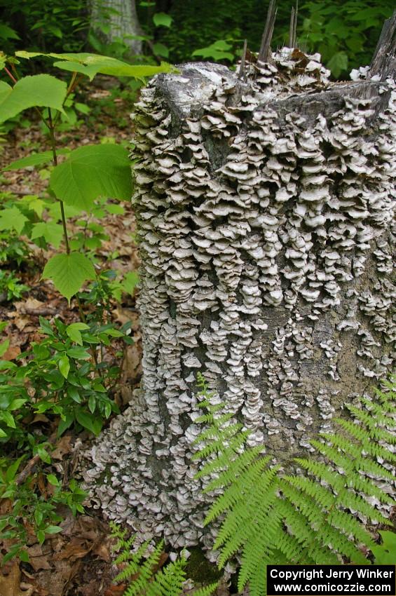 A horde of small mushrooms on a tree stump in the Tioga State Forest.