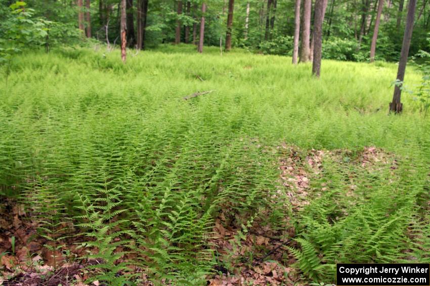 The Tioga State Forest is lush with green ferns during STPR weekend.