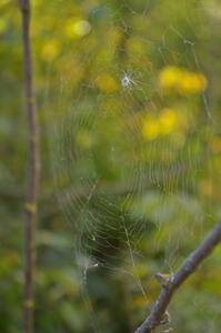 Seed caught in a spider web (1).