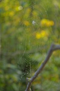 Seed caught in a spider web (2).