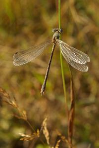 A broad-wing damselfly rests on a dusty weed beside the road (1).