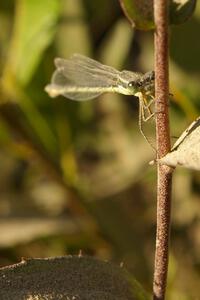 A broad-wing damselfly rests on a dusty weed beside the road (2).