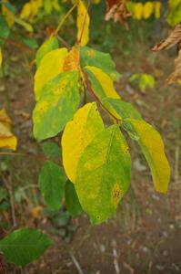 Some leaves were already changing color in the White Earth State Forest.