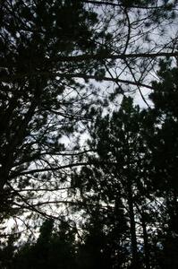 Darkness falls through silhouetted pine boughs in the White Earth State Forest.