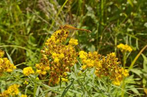 A dragonfly with an inch and a half wingspan alights on a flower near the rally route.