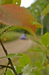 Tim Penasack / Scott Putnam Subaru WRX is eyed by a Daddy Long-legs on the press stage.