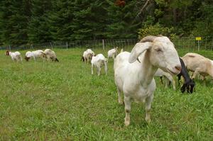 A small group of goats graze just outside the entrance to Itasca State Park.