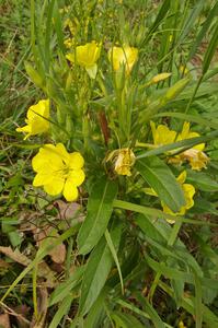 Many wildflowers grow alongside the roads near the White Earth State Forest.