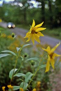 Don Kennedy / Matt Kennedy Subaru Impreza at speed on SS2 while a honeybee on a sunflower isn't phased at all.