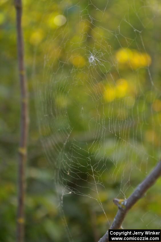 Seed caught in a spider web (1).