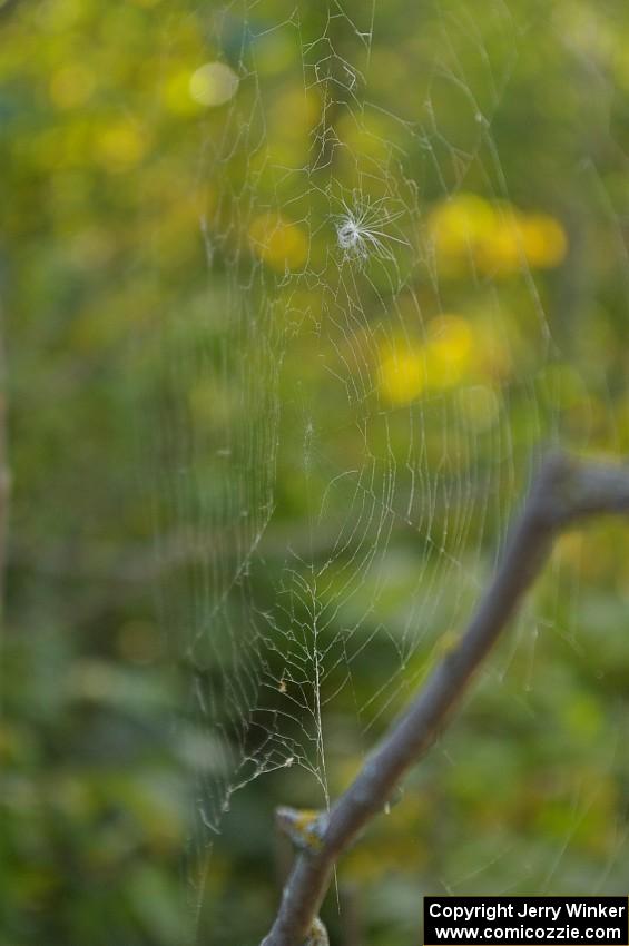 Seed caught in a spider web (2).