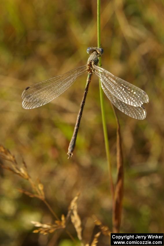 A broad-wing damselfly rests on a dusty weed beside the road (1).