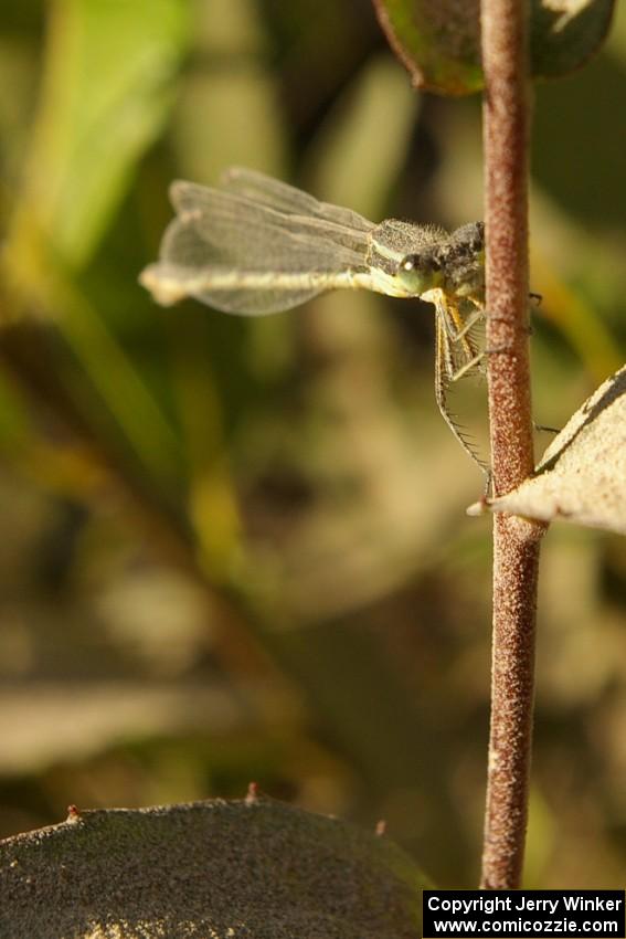 A broad-wing damselfly rests on a dusty weed beside the road (2).