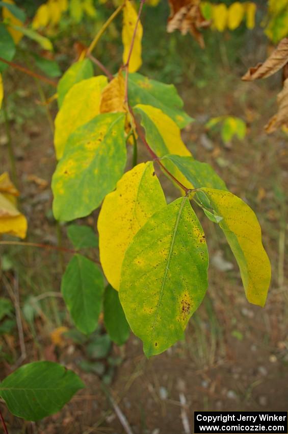 Some leaves were already changing color in the White Earth State Forest.