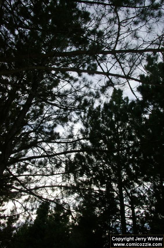 Darkness falls through silhouetted pine boughs in the White Earth State Forest.