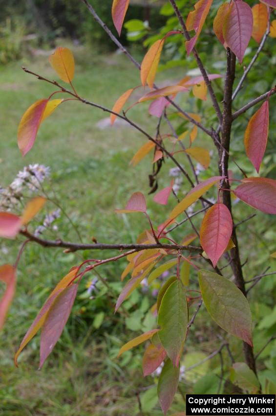 Fall colors were coming early this year in the White Earth State Forest.