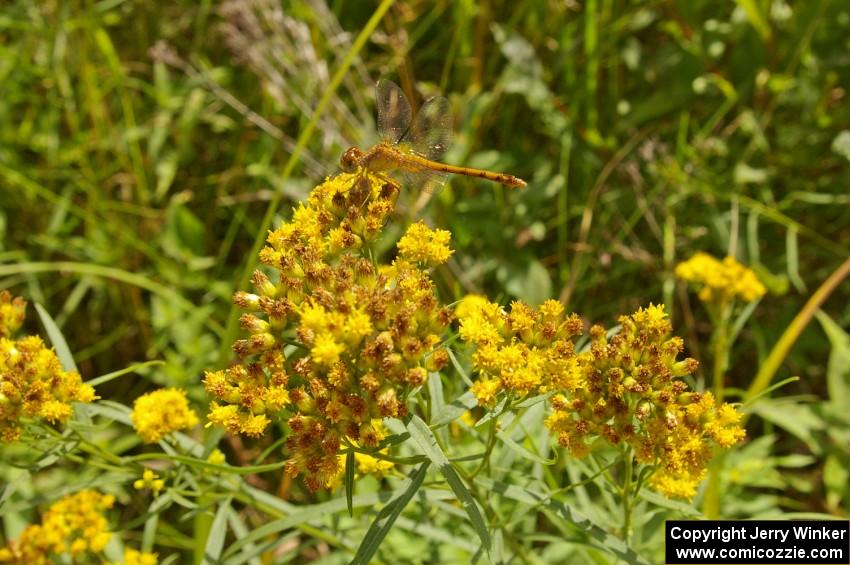 A dragonfly with an inch and a half wingspan alights on a flower near the rally route.