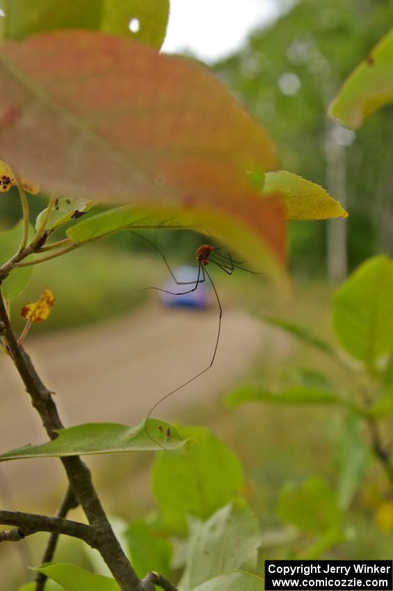 Tim Penasack / Scott Putnam Subaru WRX is eyed by a Daddy Long-legs on the press stage.