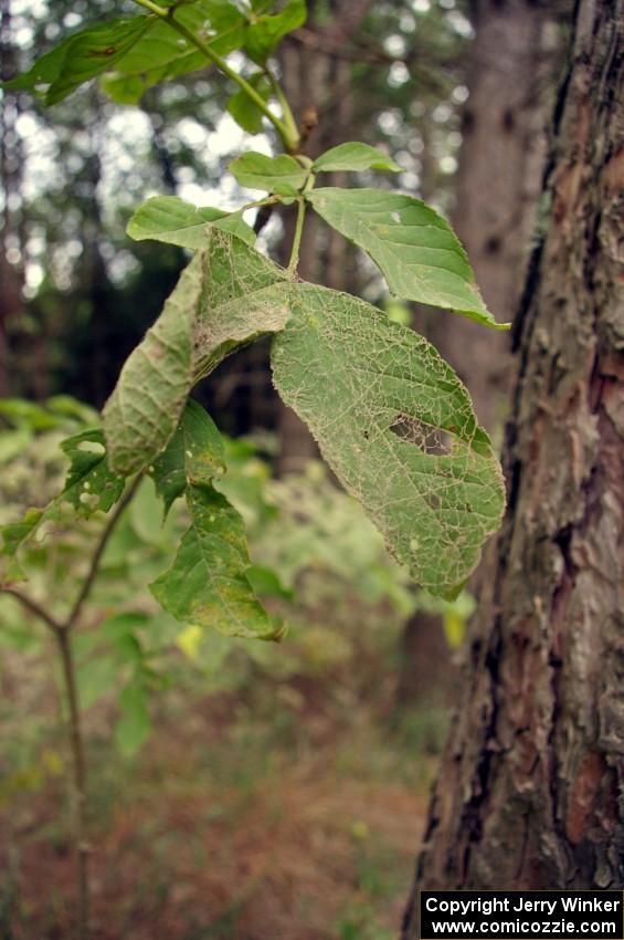 Detail of dust covered spider web on a leaf near the rally stage.