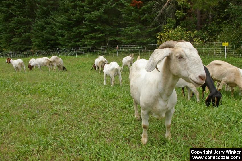 A small group of goats graze just outside the entrance to Itasca State Park.