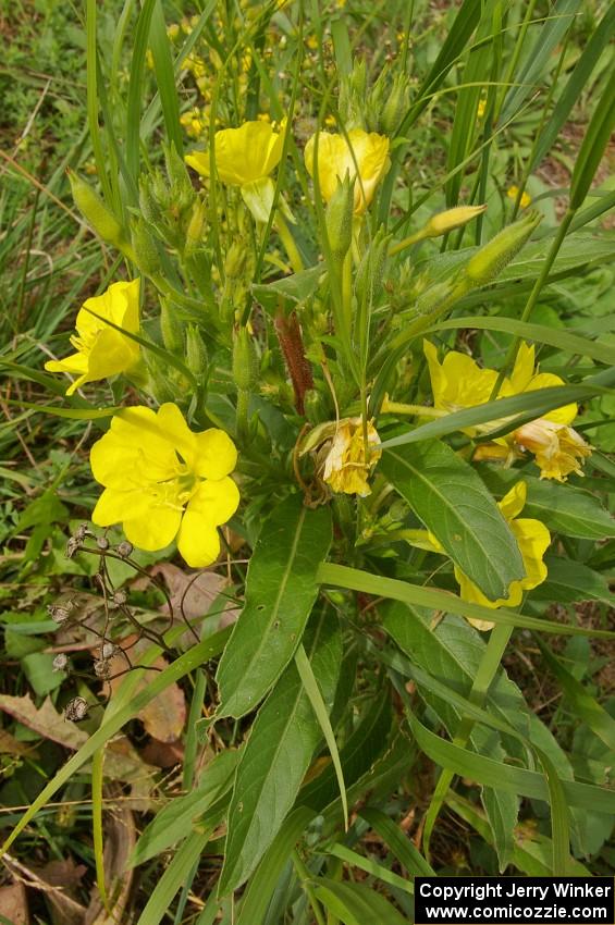 Many wildflowers grow alongside the roads near the White Earth State Forest.