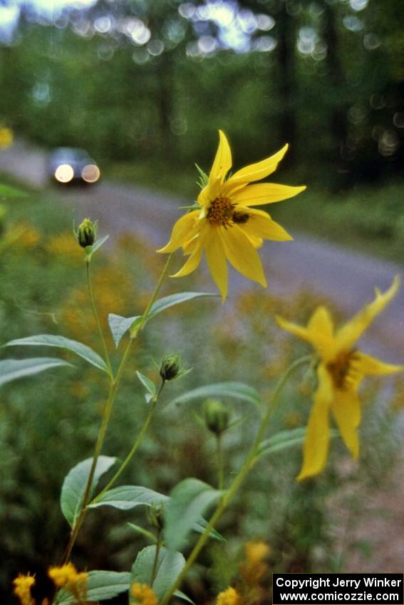 Don Kennedy / Matt Kennedy Subaru Impreza at speed on SS2 while a honeybee on a sunflower isn't phased at all.